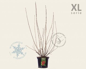 Ribes rubrum 'Jonkheer van Tets' - XL