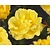 Rosa 'Golden Showers'