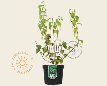 Philadelphus 'Virginal' image