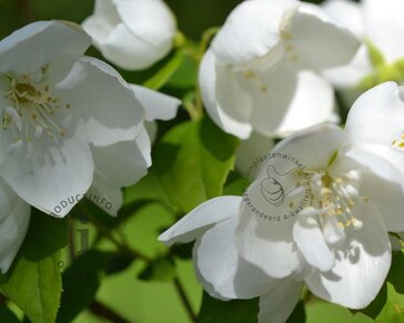 Philadelphus 'Virginal'