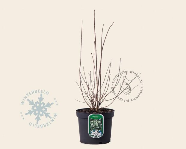 Philadelphus 'Virginal'