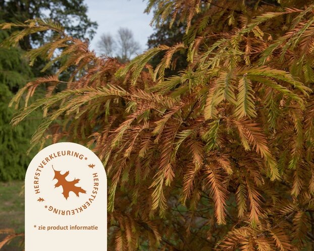 Metasequoia glyptostroboides 'Matthaei Broom'