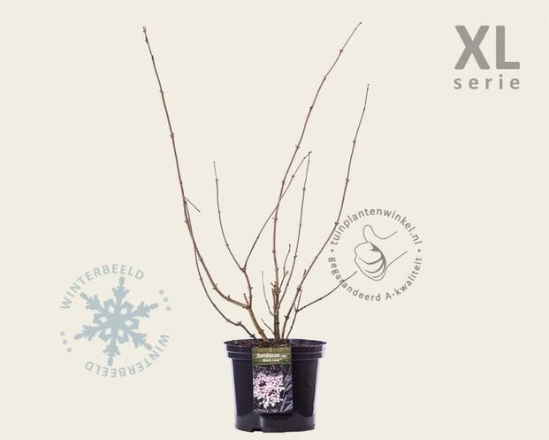 Sambucus nigra 'Black Lace' - XL