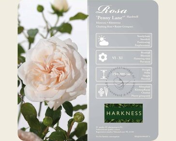 Rosa 'Penny Lane'