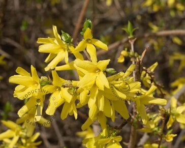 Forsythia intermedia 'Goldrausch' - XL