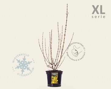Forsythia intermedia 'Goldrausch' - XL