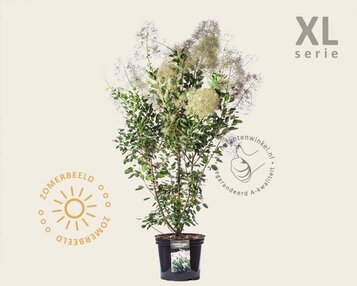 Cotinus coggygria 'Young Lady' - XL image