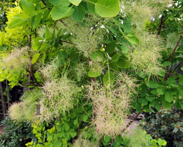 Cotinus coggygria 'Young Lady' - XL