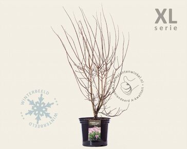 Cotinus coggygria 'Young Lady' - XL