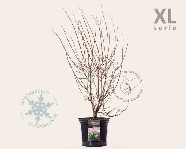 Cotinus coggygria 'Young Lady' - XL