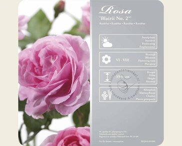 Rosa rambler 'Blairii no. 2'