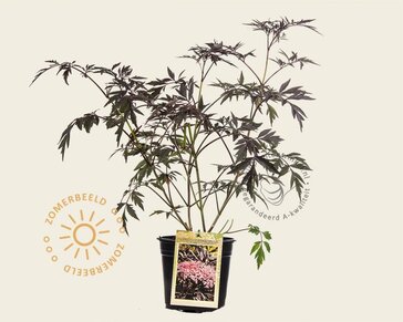 Sambucus nigra 'Black Lace'