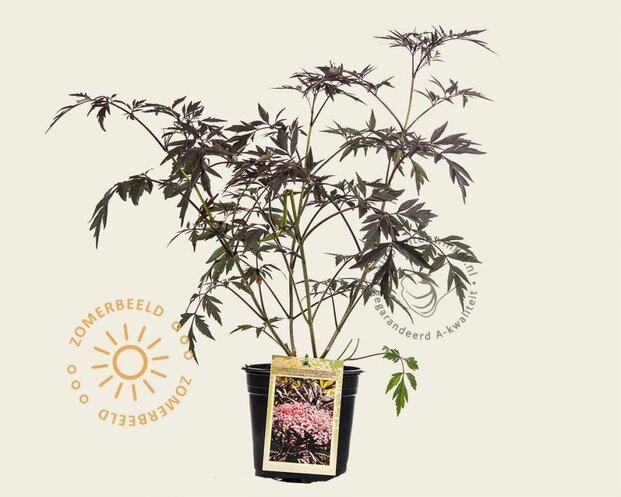 Sambucus nigra 'Black Lace'