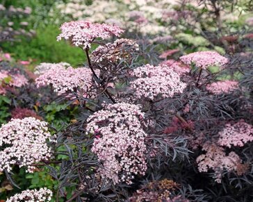 Sambucus nigra 'Black Lace'