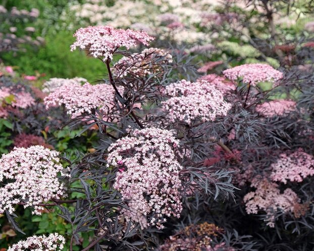 Sambucus nigra 'Black Lace'