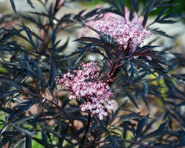 Sambucus nigra 'Black Lace'