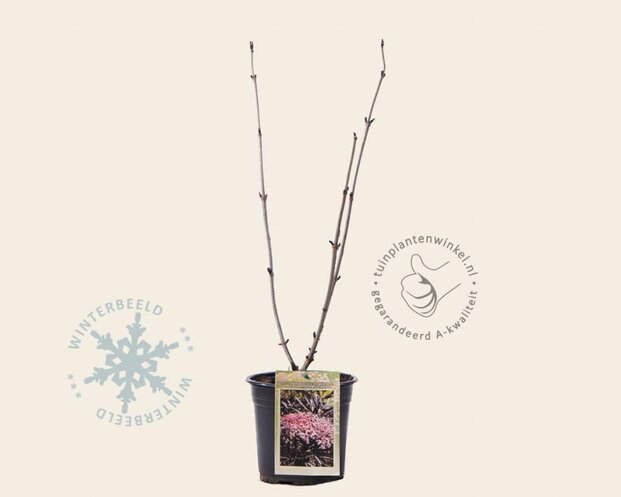 Sambucus nigra 'Black Lace'