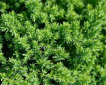 Juniperus procumbens 'Nana'