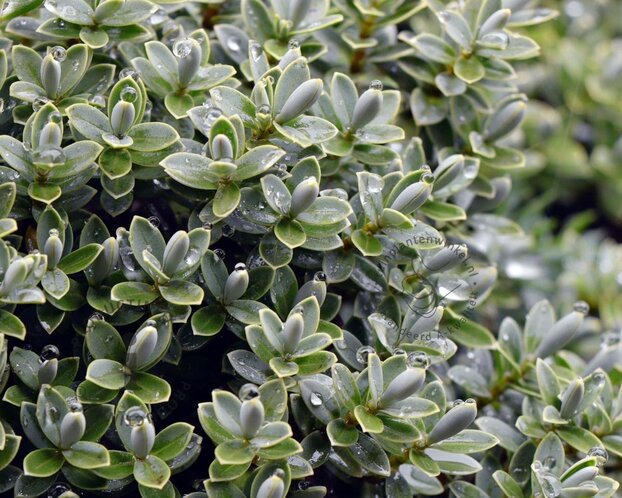 Hebe 'Cobb Valley'