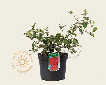 Chaenomeles x superba 'Fire Dance'