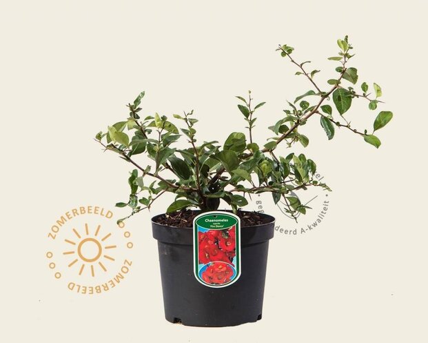 Chaenomeles x superba 'Fire Dance'