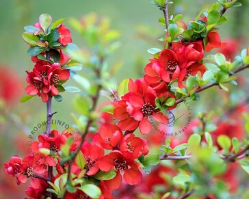 Chaenomeles x superba 'Fire Dance'