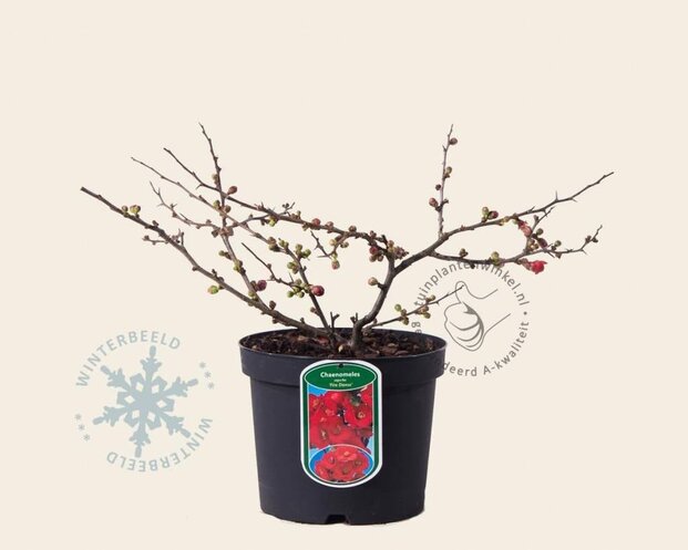 Chaenomeles x superba 'Fire Dance'