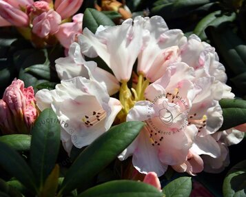 Rhododendron yakushimanum 'Grumpy' image