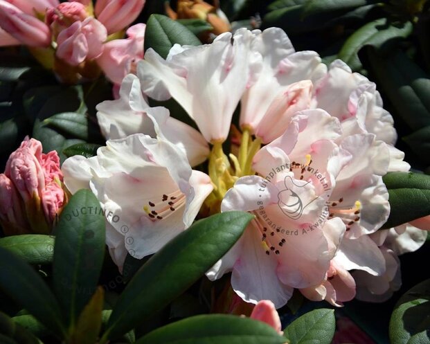 Rhododendron yakushimanum 'Grumpy'