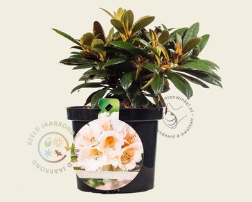 Rhododendron yakushimanum 'Grumpy'