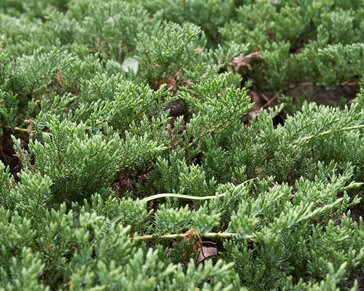 Juniperus horizontalis 'Prince of Wales'