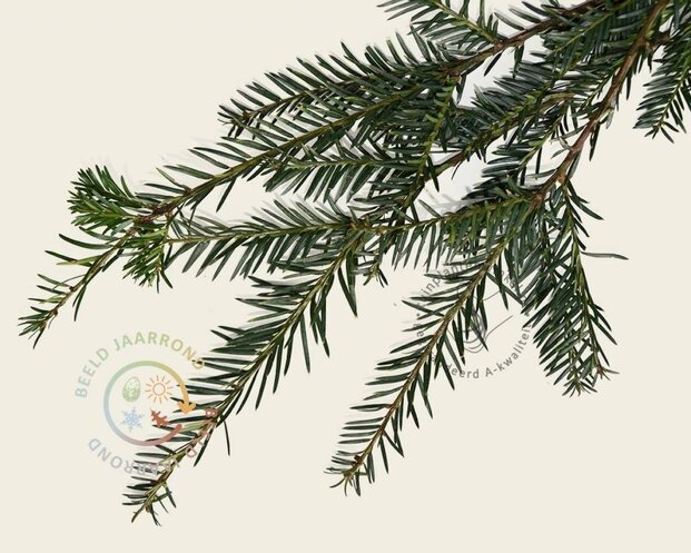Lei-Taxus - Basic - pakket 5 stuks + EXTRA'S!