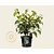Viburnum plicatum 'Shasta'