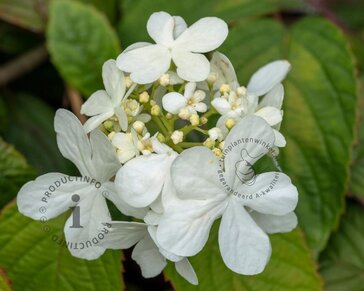 Viburnum plicatum 'Shasta'