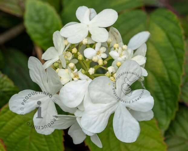 Viburnum plicatum 'Shasta'