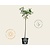 Prunus triloba - op stam