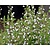 Calamintha nepeta ssp. nepeta