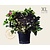 Hydrangea macrophylla 'Rood' - XL