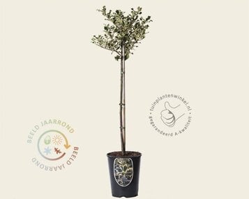 Ilex aquifolium 'Argentea Marginata' - op stam image