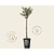 Ilex aquifolium 'Argentea Marginata' - op stam