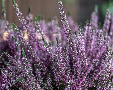 Calluna vulgaris 'Beauty Ladies Renate' - Paars