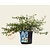 Ceanothus thyrsiflorus var. repens