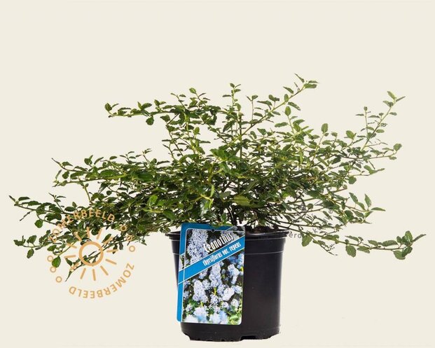 Ceanothus thyrsiflorus var. repens