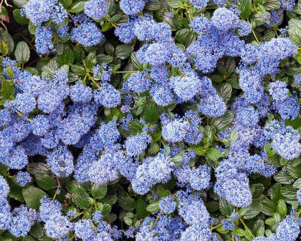 Ceanothus thyrsiflorus var. repens