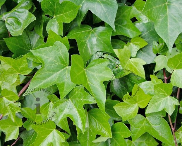 Hedera helix 'Shamrock'