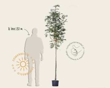 Sorbus 'Dodong' image