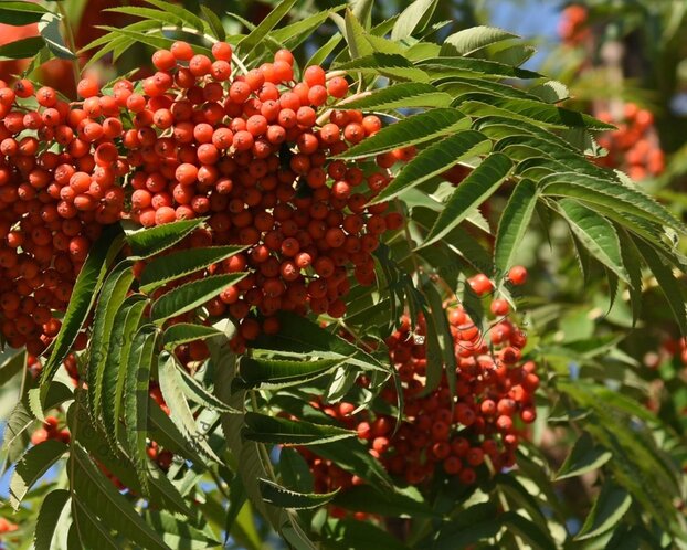 Sorbus 'Dodong'