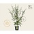 Cornus mas - XL