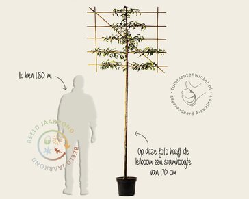 Prunus lusitanica brenelia leiboom - Rek 120x90 cm