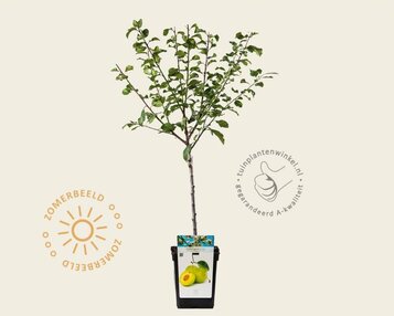 Prunus domestica 'Reine Claude Verte' - mini image